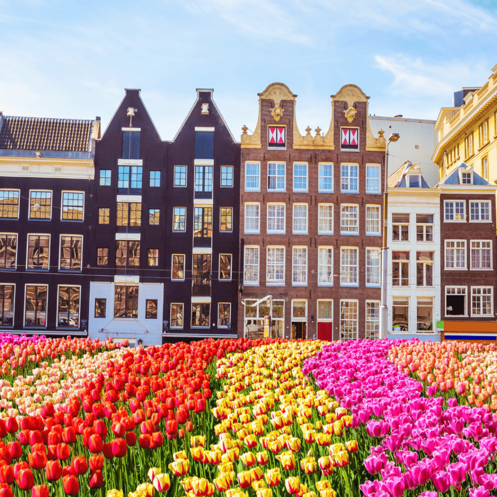 Amsterdam with tulips